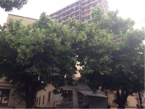 Excellent Exercise Linden Trees