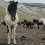 Mongolian Horses