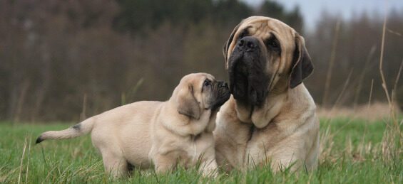 Mastiff